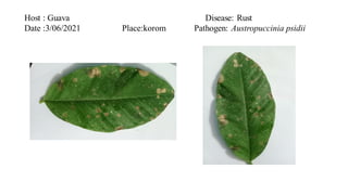 PATHOLOGY HERBARIUM.pdf