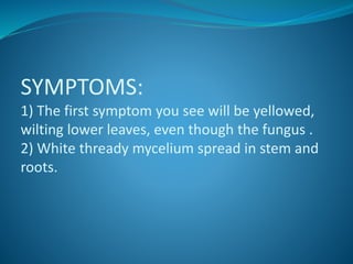 SYMPTOMS:
1) The first symptom you see will be yellowed,
wilting lower leaves, even though the fungus .
2) White thready mycelium spread in stem and
roots.
 