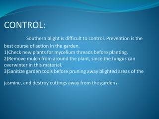 CONTROL:
Southern blight is difficult to control. Prevention is the
best course of action in the garden.
1)Check new plants for mycelium threads before planting.
2)Remove mulch from around the plant, since the fungus can
overwinter in this material.
3)Sanitize garden tools before pruning away blighted areas of the
jasmine, and destroy cuttings away from the garden.
 