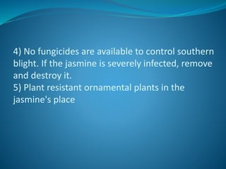 4) No fungicides are available to control southern
blight. If the jasmine is severely infected, remove
and destroy it.
5) Plant resistant ornamental plants in the
jasmine's place
 