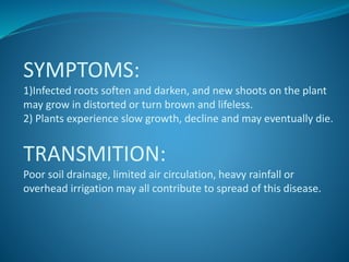 SYMPTOMS:
1)Infected roots soften and darken, and new shoots on the plant
may grow in distorted or turn brown and lifeless.
2) Plants experience slow growth, decline and may eventually die.
TRANSMITION:
Poor soil drainage, limited air circulation, heavy rainfall or
overhead irrigation may all contribute to spread of this disease.
 
