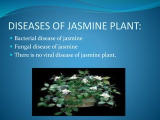 DISEASES OF JASMINE PLANT:
 Bacterial disease of jasmine
 Fungal disease of jasmine
 There is no viral disease of jasmine plant.
 