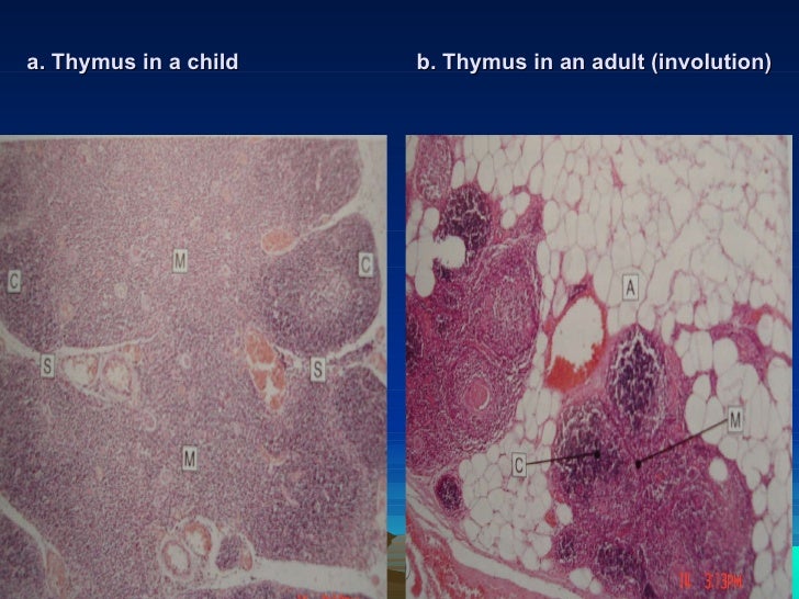 Pathology lab cellular responses to injury