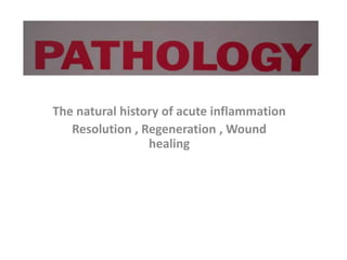 The natural history of acute inflammation
Resolution , Regeneration , Wound
healing
 
