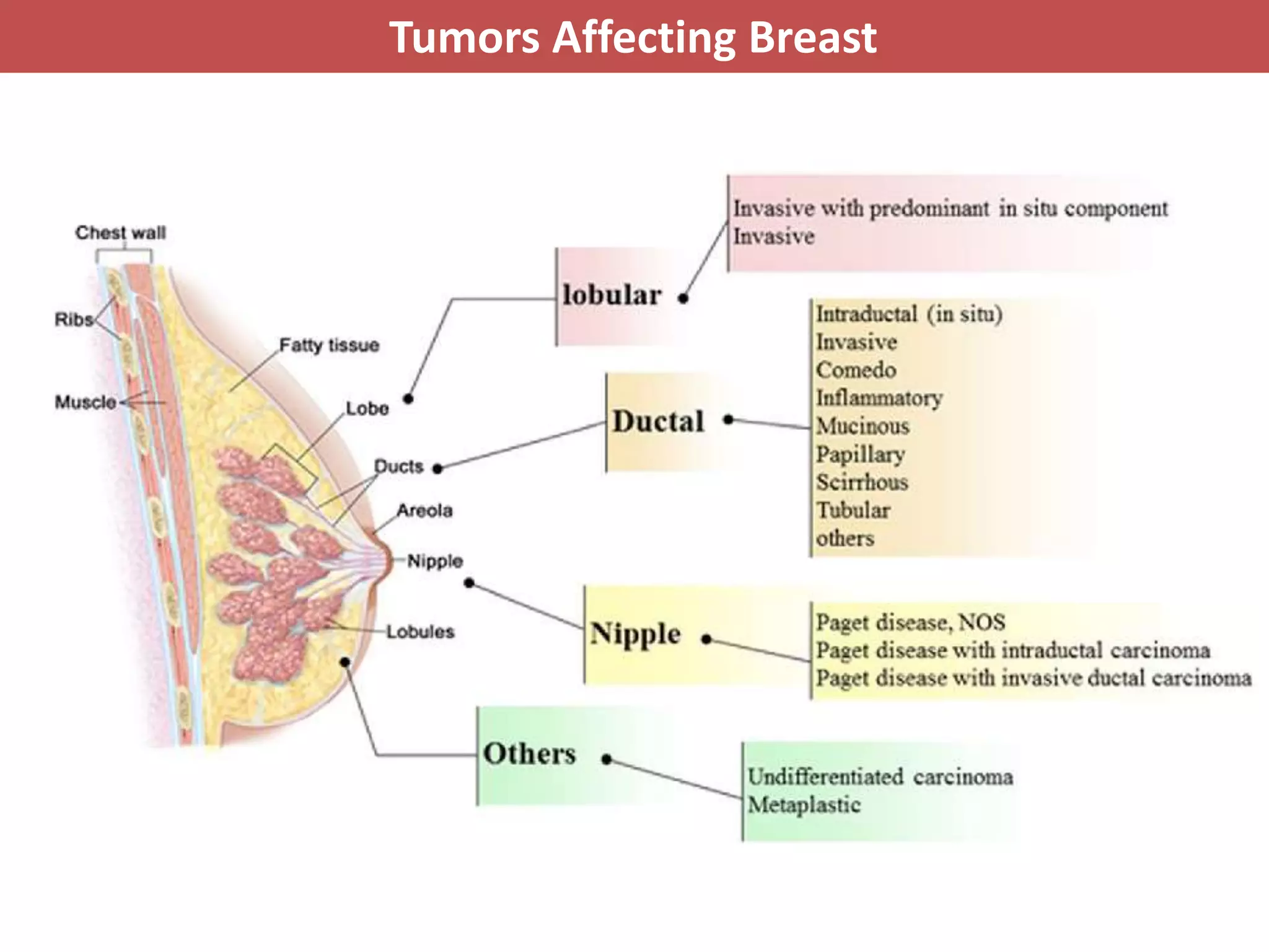 pathology-of-breast-cancer-pptx