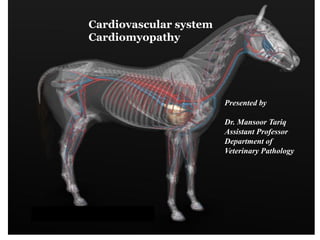 Cardiovascular system
Cardiomyopathy
Presented by
Dr. Mansoor Tariq
Assistant Professor
Department of
Veterinary Pathology
 