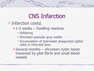 CNS Infarction Infarction contd. 1-2 weeks – Swelling resolves Softening Shrunken granular grey matter Accumulation of lipid-laden phagocytes (gitter cells) in infarcted area Several months – shrunken cystic lesion traversed by glial fibrils and small blood vessels 