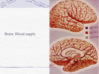 Brain: Blood supply 