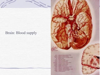 Brain: Blood supply 