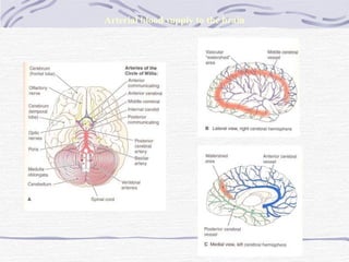 Arterial blood supply to the brain 