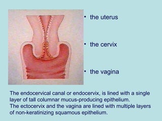 • the uterus
• the cervix
• the vagina
The endocervical canal or endocervix, is lined with a single
layer of tall columnar mucus-producing epithelium.
The ectocervix and the vagina are lined with multiple layers
of non-keratinizing squamous epithelium.
 
