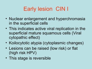 Early lesion CIN I
• Nuclear enlargement and hyperchromasia
in the superficial cells
• This indicates active viral replication in the
superficial mature squamous cells (Viral
cytopathic effect)
• Koilocytotic atypia (cytoplasmic changes)
• Lesions can be raised (low risk) or flat
(high risk HPV)
• This stage is reversible
 