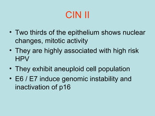 CIN II
• Two thirds of the epithelium shows nuclear
changes, mitotic activity
• They are highly associated with high risk
HPV
• They exhibit aneuploid cell population
• E6 / E7 induce genomic instability and
inactivation of p16
 