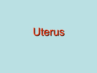 UterusUterus
 