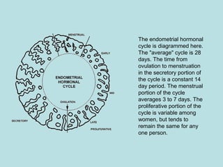 The endometrial hormonal
cycle is diagrammed here.
The "average" cycle is 28
days. The time from
ovulation to menstruation
in the secretory portion of
the cycle is a constant 14
day period. The menstrual
portion of the cycle
averages 3 to 7 days. The
proliferative portion of the
cycle is variable among
women, but tends to
remain the same for any
one person.
 