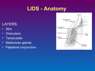 LIDS - Anatomy
LAYERS:
•
•
•
•
•

Skin
Orbicularis
Tarsal plate
Meibomian glands
Palpebral conjunctiva

 
