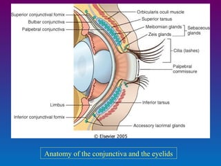 Anatomy of the conjunctiva and the eyelids

 