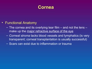 Cornea
• Functional Anatomy
– The cornea and its overlying tear film – and not the lens –
make up the major refractive surface of the eye
– Corneal stroma lacks blood vessels and lymphatics (is very
transparent; corneal transplantation is usually successful)
– Scars can exist due to inflammation or trauma

 