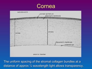 Cornea

The uniform spacing of the stromal collagen bundles at a
distance of approx ¼ wavelength light allows transparency .

 