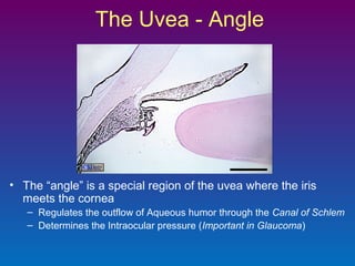 The Uvea - Angle

• The “angle” is a special region of the uvea where the iris
meets the cornea
– Regulates the outflow of Aqueous humor through the Canal of Schlem
– Determines the Intraocular pressure (Important in Glaucoma)

 
