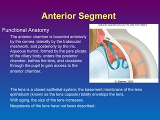 Anterior Segment
Functional Anatomy
The anterior chamber is bounded anteriorly
by the cornea, laterally by the trabecular
meshwork, and posteriorly by the iris.
Aqueous humor, formed by the pars plicata
of the ciliary body, enters the posterior
chamber, bathes the lens, and circulates
through the pupil to gain access to the
anterior chamber.

The lens is a closed epithelial system; the basement membrane of the lens
epitheliuim (known as the lens capsule) totally envelops the lens.
With aging, the size of the lens increases.
Neoplasms of the lens have not been described.

 