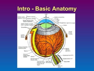 Intro - Basic Anatomy

 