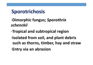 Sporotrichosis
•Dimorphic fungus; Sporothrix
schenckii
•Tropical and subtropical region
•Isolated from soil, and plant debris
such as thorns, timber, hay and straw
•Entry via an abrasion
 