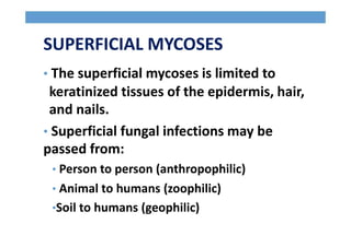 SUPERFICIAL MYCOSES
• The superficial mycoses is limited to
keratinized tissues of the epidermis, hair,
and nails.
• Superficial fungal infections may be
passed from:
• Person to person (anthropophilic)
• Animal to humans (zoophilic)
•Soil to humans (geophilic)
 
