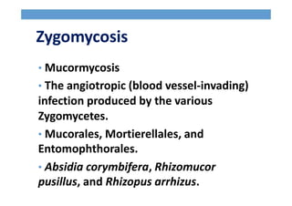 Zygomycosis
• Mucormycosis
• The angiotropic (blood vessel-invading)
infection produced by the various
Zygomycetes.
• Mucorales, Mortierellales, and
Entomophthorales.
• Absidia corymbifera, Rhizomucor
pusillus, and Rhizopus arrhizus.
 