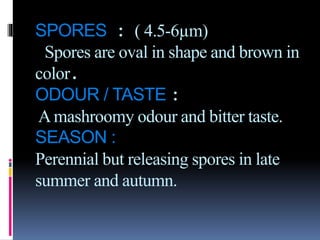 SPORES : ( 4.5-6µm)
Spores are oval in shape and brown in
color.
ODOUR / TASTE :
Amashroomy odour and bitter taste.
SEASON :
Perennial but releasing spores in late
summer and autumn.
 