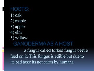 HOSTS:
1) oak
2) maple
3) apple
4) elm
5) willow
GANODERMAAS A HOST:
a fungus called forked fungus beetle
feed on it. This fungus is edible but due to
its bad taste its not eaten by humans.
 