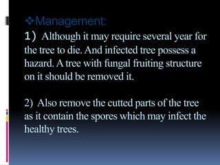 Management:
1) Although it may require several year for
the tree to die.And infected tree possess a
hazard.Atree with fungal fruiting structure
on it should be removed it.
2) Also remove the cutted parts of the tree
as it contain the spores which may infect the
healthy trees.
 