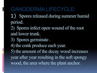GANODERMA LIFECYCLE:
1) Spores released during summer humid
period.
2) Spores infect open wound of the root
and lower trunk.
3) Spores germinate .
4) the conk produce each year.
5) the amount of the decay wood increases
year after year resulting in the soft spongy
wood, the area where the plant anchor.
 