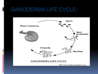 GANODERMA LIFE CYCLE:
 