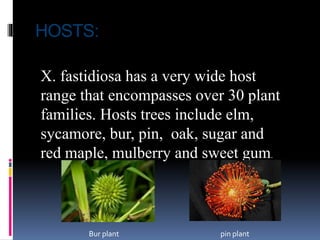 HOSTS:
X. fastidiosa has a very wide host
range that encompasses over 30 plant
families. Hosts trees include elm,
sycamore, bur, pin, oak, sugar and
red maple, mulberry and sweet gum.
Bur plant pin plant
 