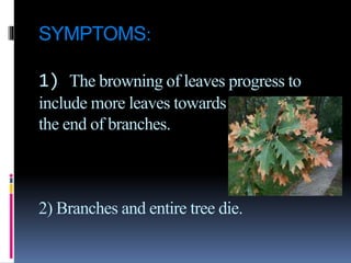 SYMPTOMS:
1) The browning of leaves progress to
include more leaves towards
the end of branches.
2) Branches and entire tree die.
 
