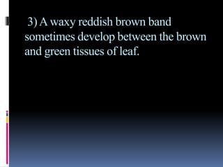 3)Awaxy reddish brown band
sometimes develop between the brown
and green tissues of leaf.
 