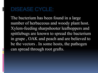 DISEASE CYCLE:
The bacterium has been found in a large
number of herbaceous and woody plant host.
Xylem-feeding sharpshooter leafhoppers and
spittlebugs are known to spread the bacterium
in grape , OAK and peach and are believed to
be the vectors . In some hosts, the pathogen
can spread through root grafts.
 
