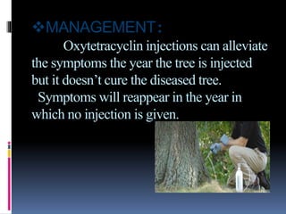 MANAGEMENT:
Oxytetracyclin injections can alleviate
the symptoms the year the tree is injected
but it doesn’t cure the diseased tree.
Symptoms will reappear in the year in
which no injection is given.
 