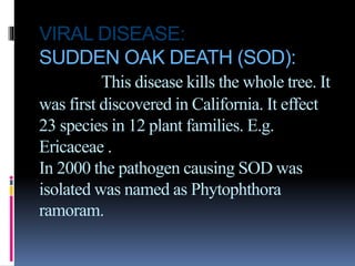 VIRAL DISEASE:
SUDDEN OAK DEATH (SOD):
This disease kills the whole tree. It
was first discovered in California. It effect
23 species in 12 plant families. E.g.
Ericaceae .
In 2000 the pathogen causing SOD was
isolated was named as Phytophthora
ramoram.
 