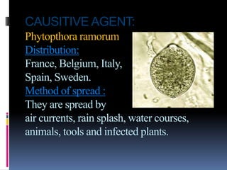 CAUSITIVE AGENT:
Phytopthora ramorum
Distribution:
France, Belgium, Italy,
Spain, Sweden.
Method of spread :
They are spread by
air currents, rain splash, water courses,
animals, tools and infected plants.
 