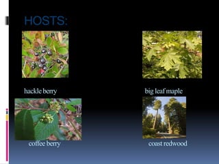 HOSTS:
hackleberry big leaf maple
coffee berry coast redwood
 