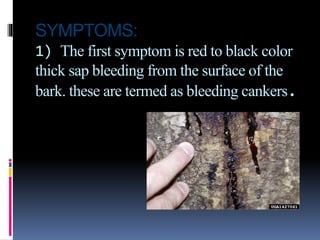 SYMPTOMS:
1) The first symptom is red to black color
thick sap bleeding from the surface of the
bark. these are termed as bleeding cankers.
 