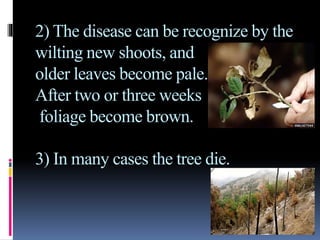 2) The disease can be recognize by the
wilting new shoots, and
older leaves become pale.
After two or three weeks
foliage become brown.
3) In many cases the tree die.
 