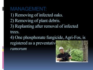 MANAGEMENT:
1) Removing of infected oaks.
2) Removing of plant debris.
3) Replanting after removal of infected
trees.
4) One phosphonate fungicide,Agri-Fos, is
registered as a preventative treatment for P.
ramorum
 