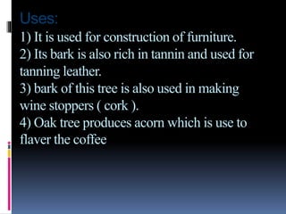 Uses:
1) It is used for construction of furniture.
2) Its bark is also rich in tannin and used for
tanning leather.
3) bark of this tree is also used in making
wine stoppers ( cork ).
4) Oak tree produces acorn which is use to
flaver the coffee
 