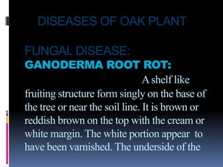 DISEASES OF OAK PLANT
FUNGAL DISEASE:
GANODERMA ROOT ROT:
Ashelf like
fruiting structure form singly on the base of
the tree or near the soil line. It is brown or
reddish brown on the top with the cream or
white margin. The white portion appear to
have been varnished. The underside of the
 