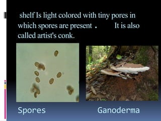 shelf Is light colored with tiny pores in
which spores are present . It is also
called artist's conk.
Spores Ganoderma
 