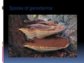 Spores of ganoderma:
 