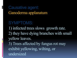 Causative agent:
Ganoderma applanatum
SYMPTOMS:
1) infected trees slows growth rate.
2) they have dying branches with small
yellow leaves.
3) Trees affected by fungus rot may
exhibit yellowing, wilting, or
undersized
 